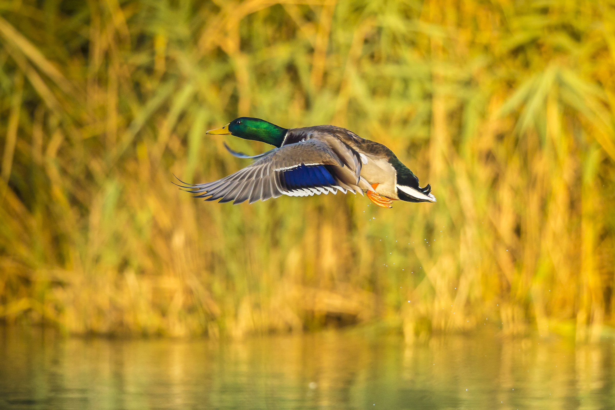 flight over the marsh golden