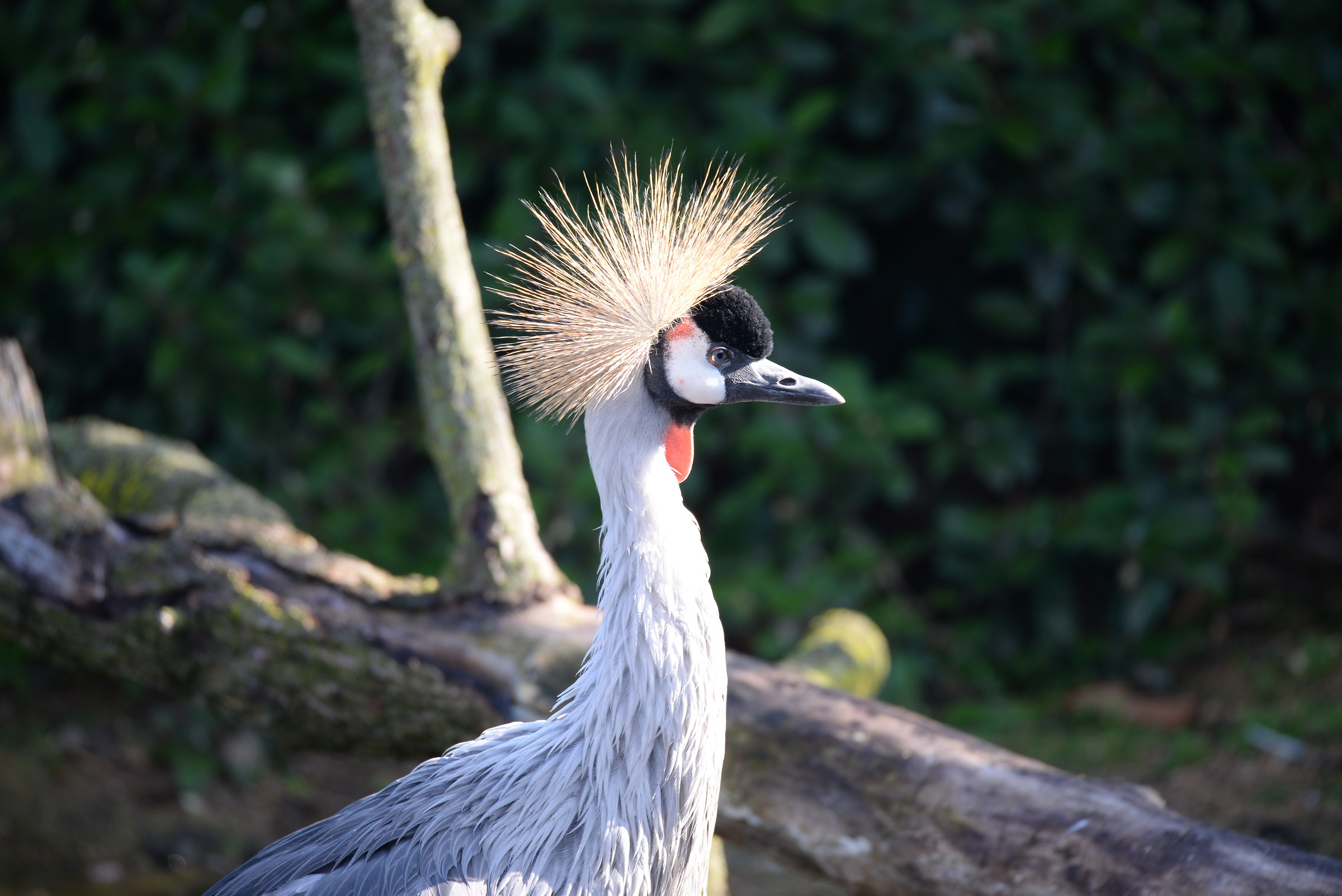 Crowned Crane