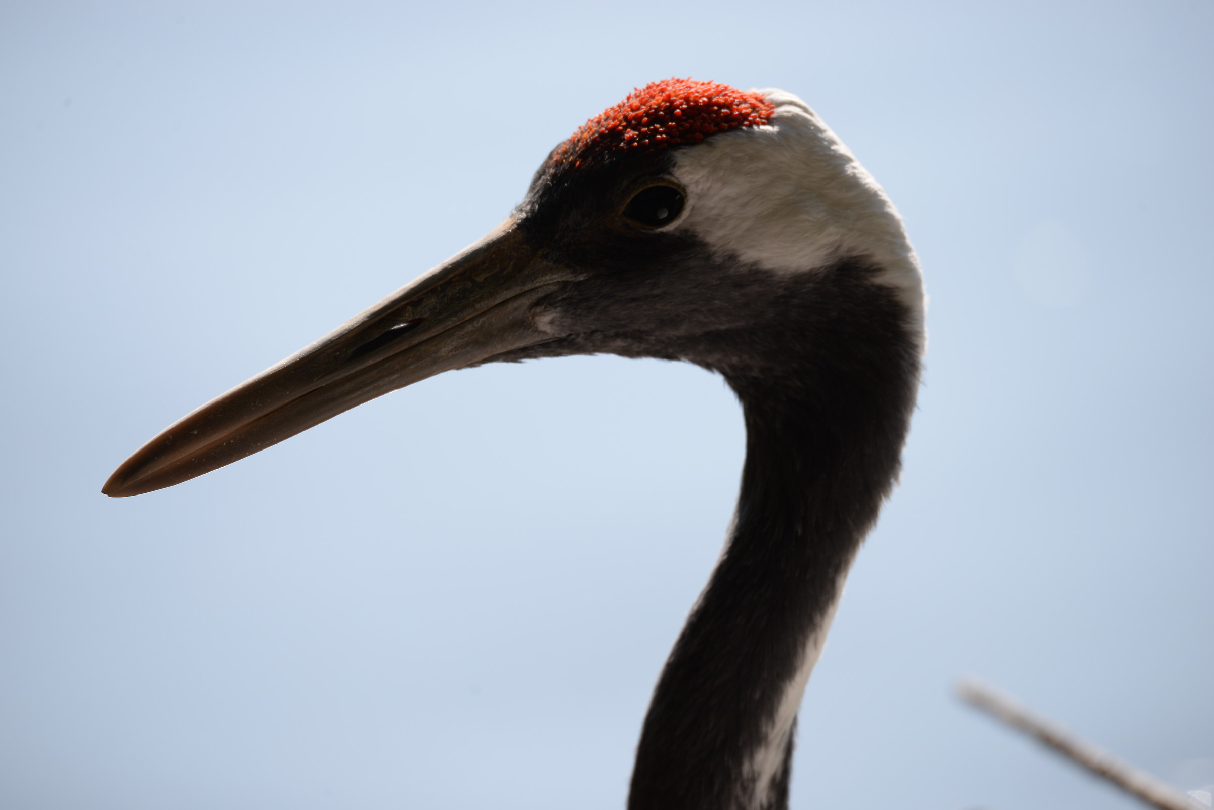 Japanese Crane