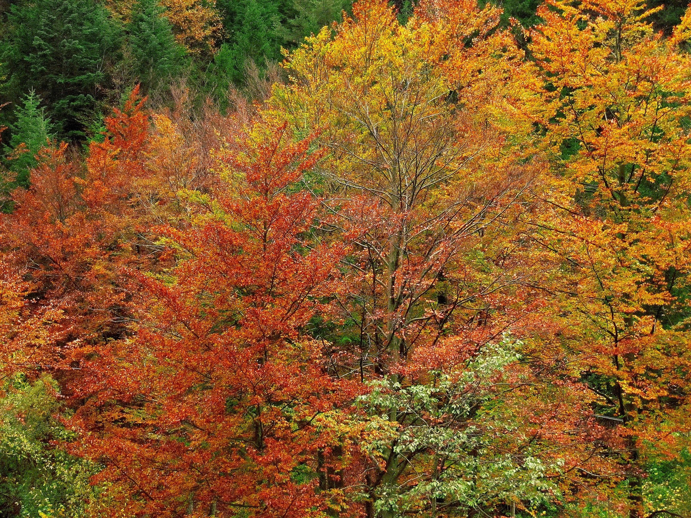 autunno sulle piccole dolomiti