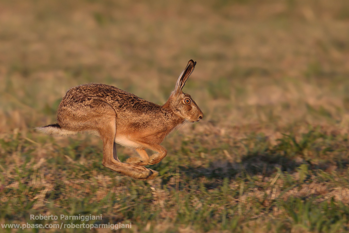 Veloce come una lepre