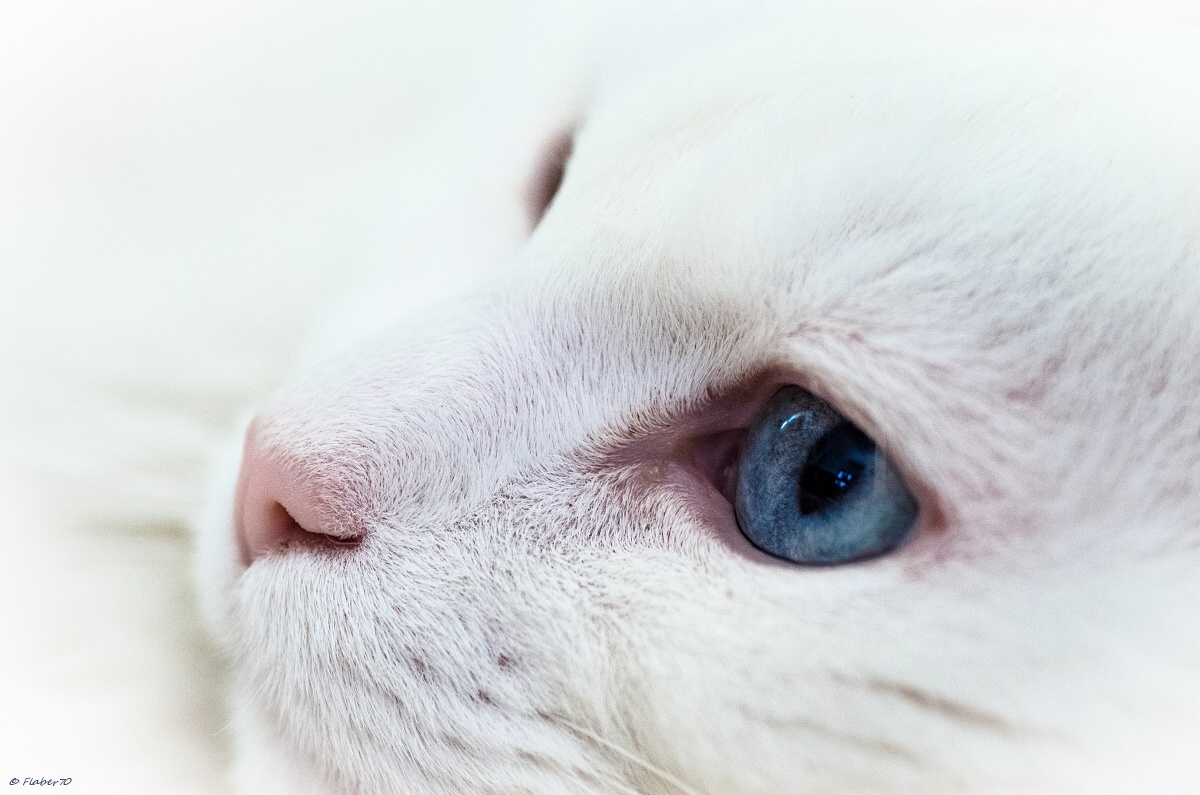 full frame of white hair !!