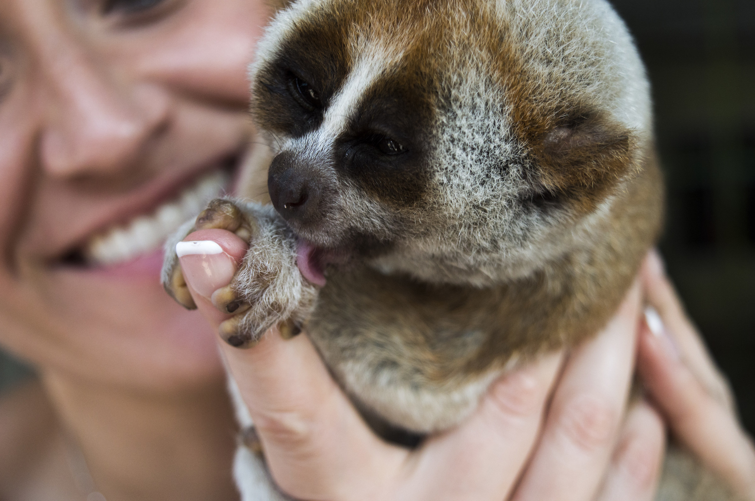 Baci al veleno del Loris Lento