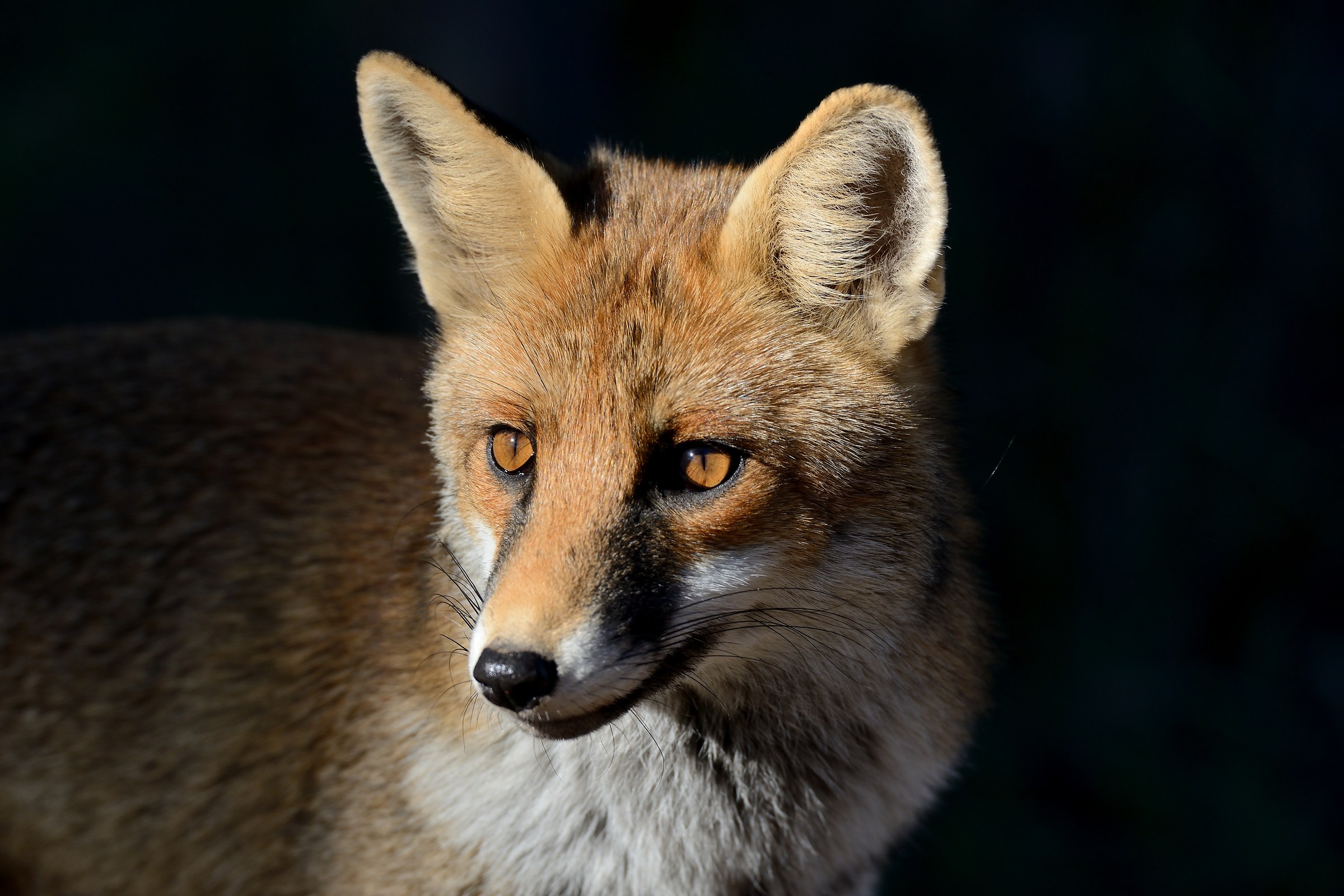 The Fox. Portrait!