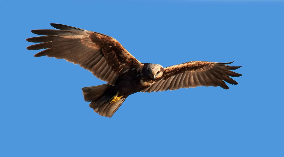 Marsh Harrier - female