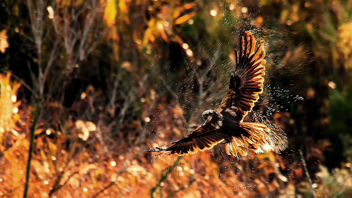 Falco di palude - femmina