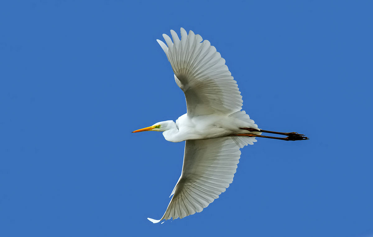 Airone Bianco Maggiore