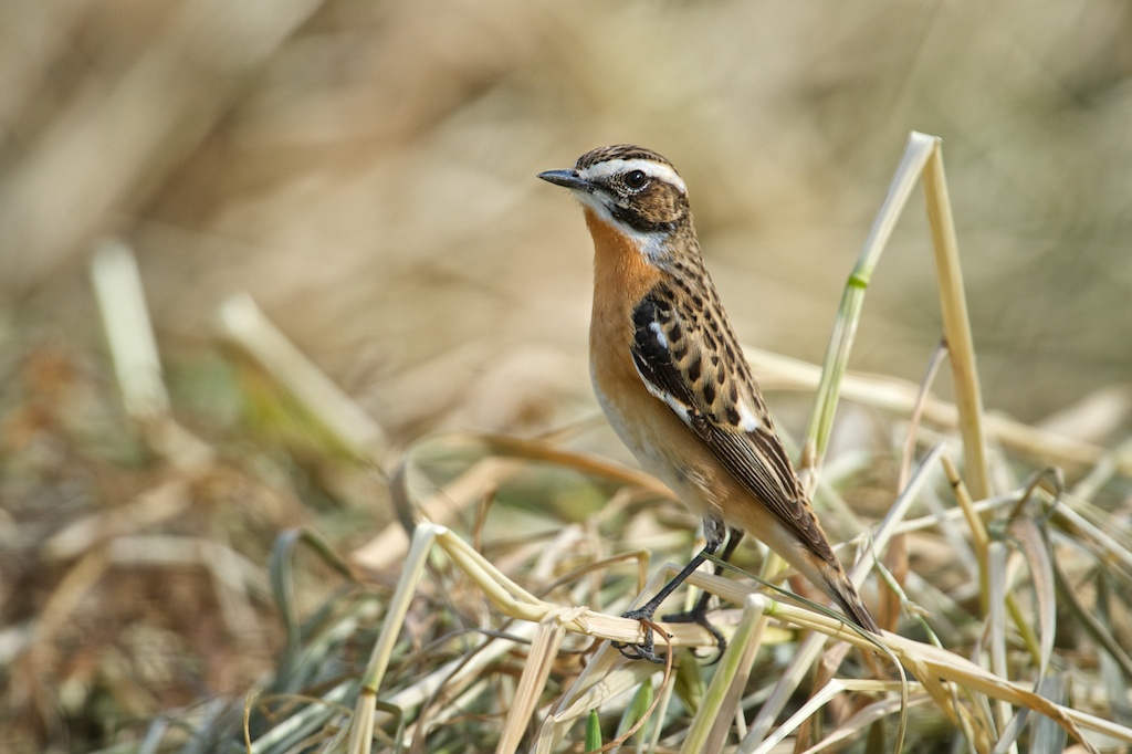 Whinchat
