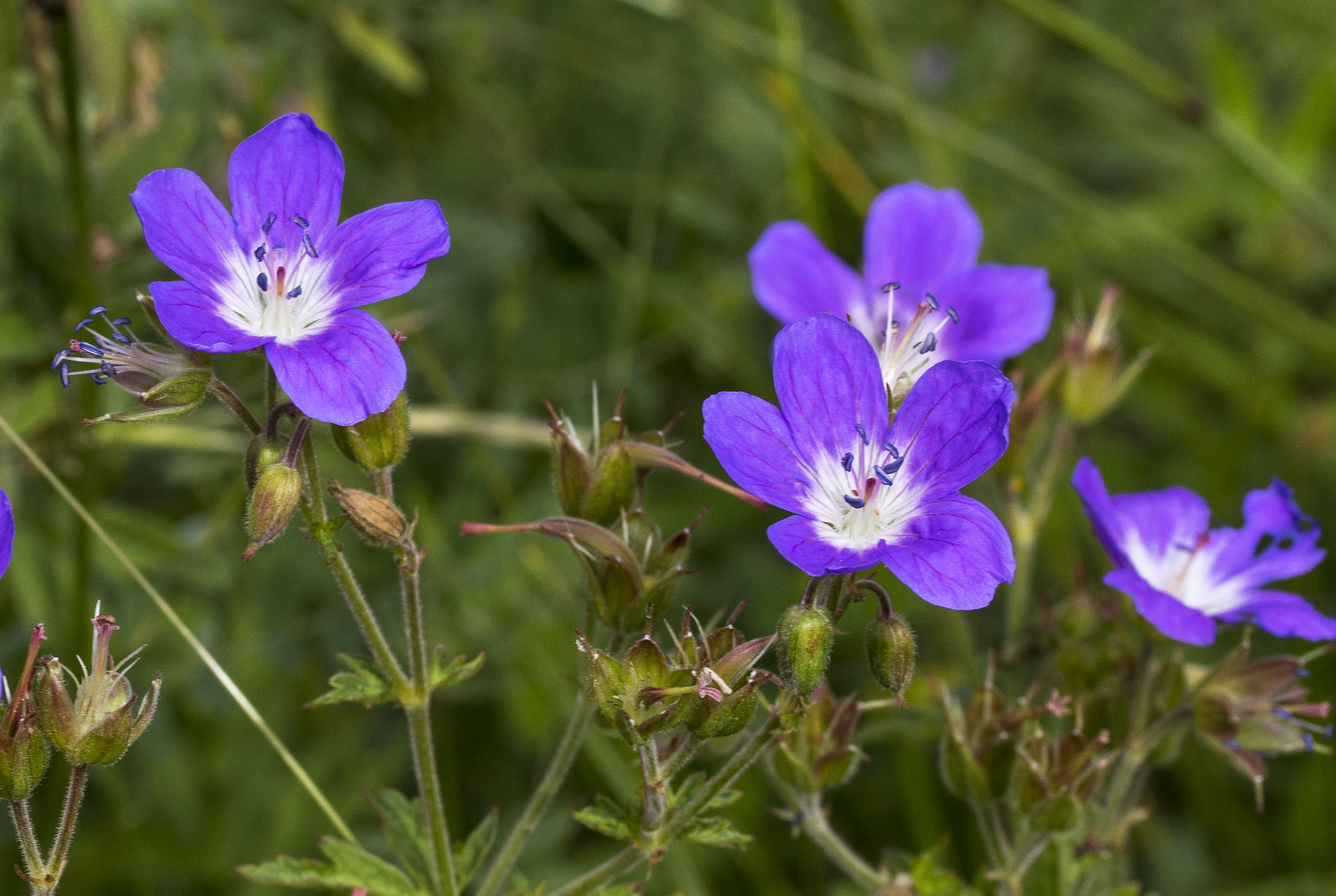 Wild geranium.