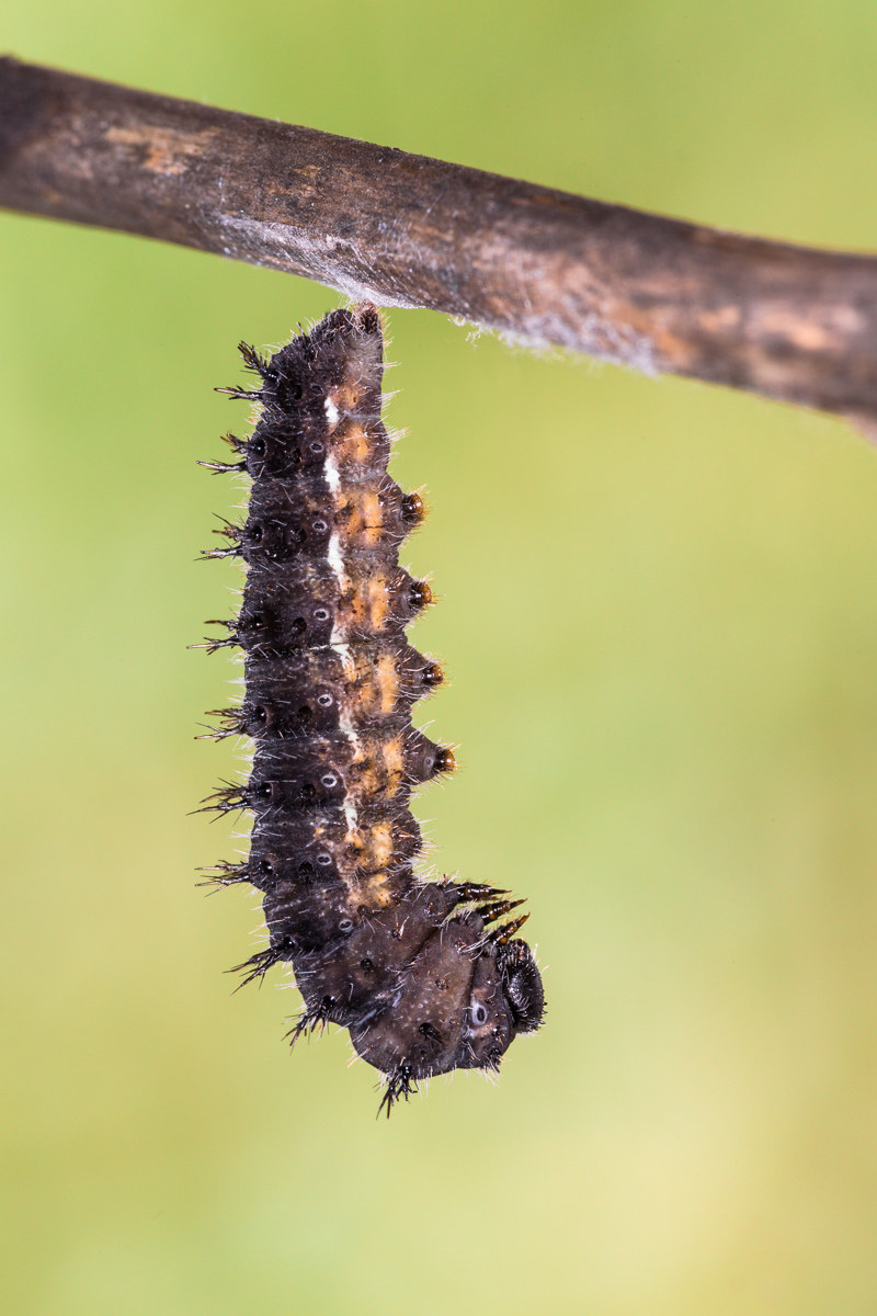 The mature caterpillar is preparing to become a cri