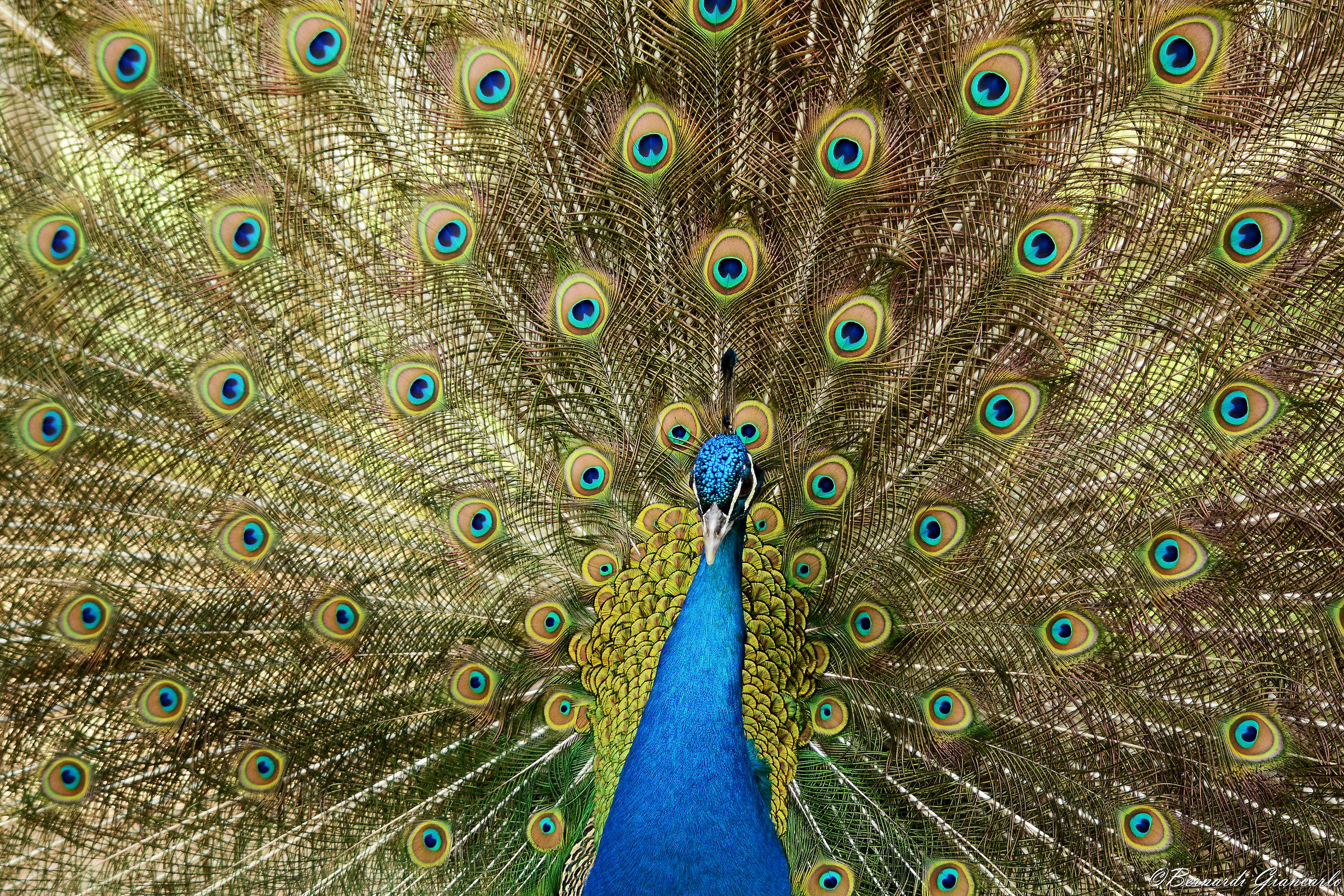 Peacock