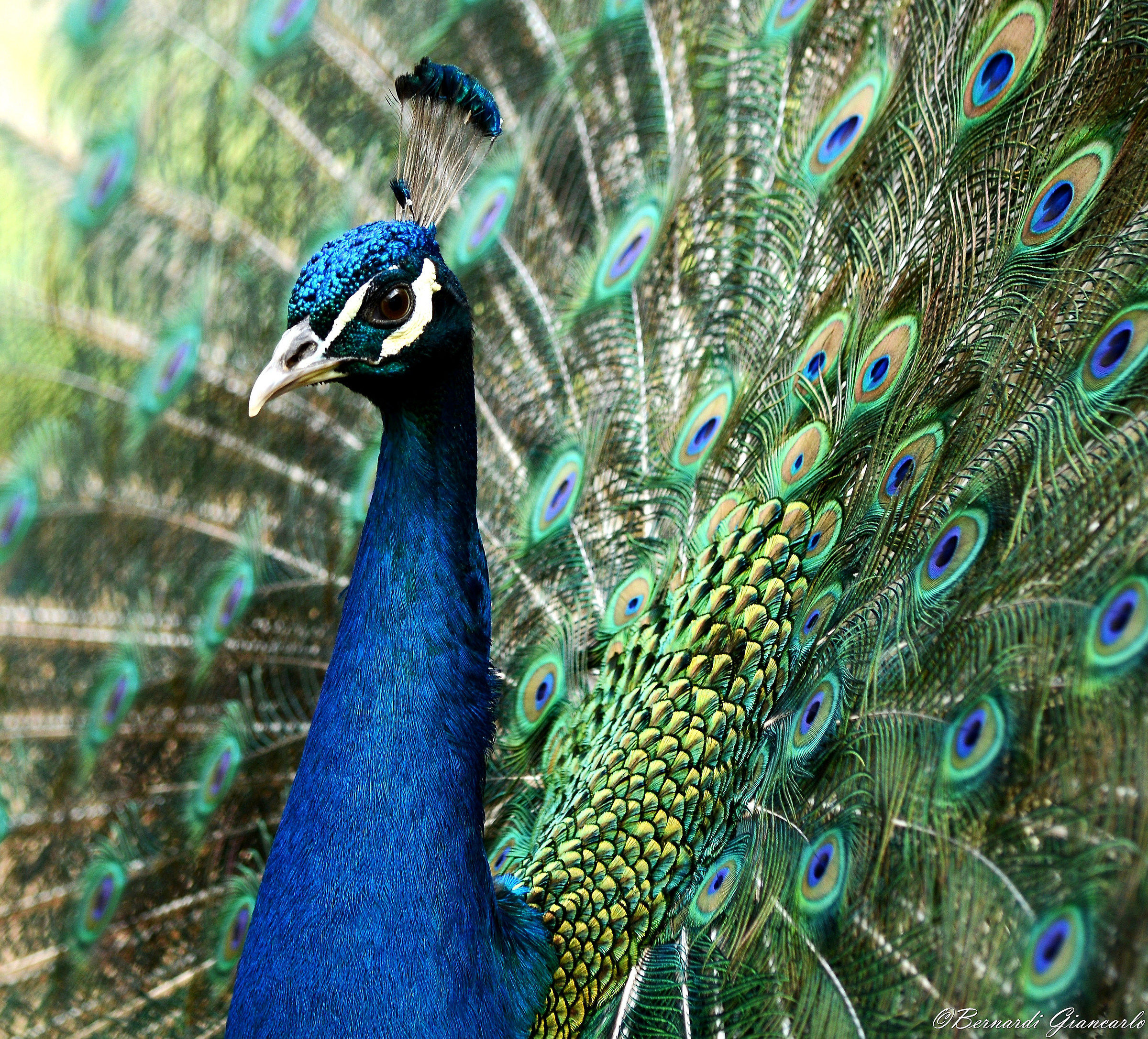 Peacock