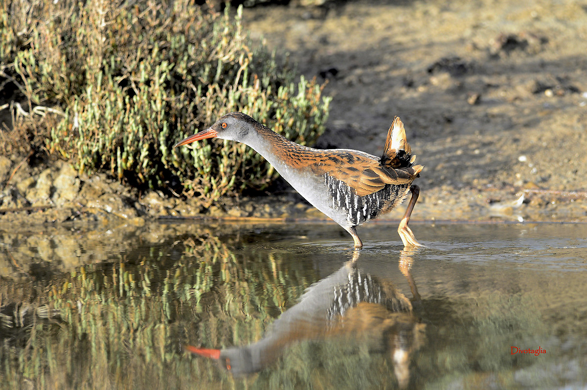 Water Rail (Rallus aquaticus)
