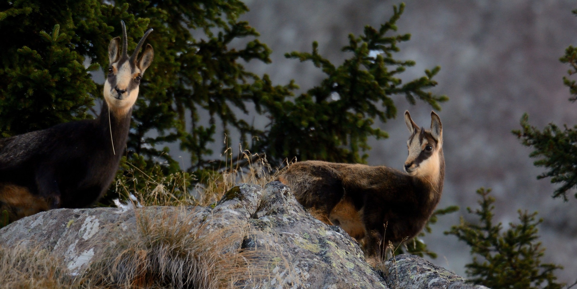 Chamois