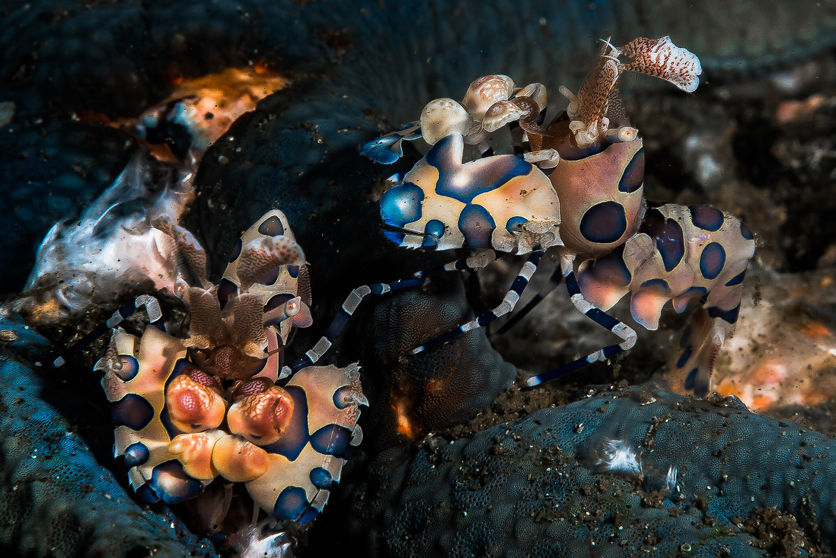 Hymenocera Picta (Harlequin Shrimp)