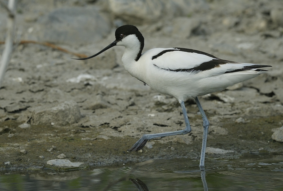 Avocetta