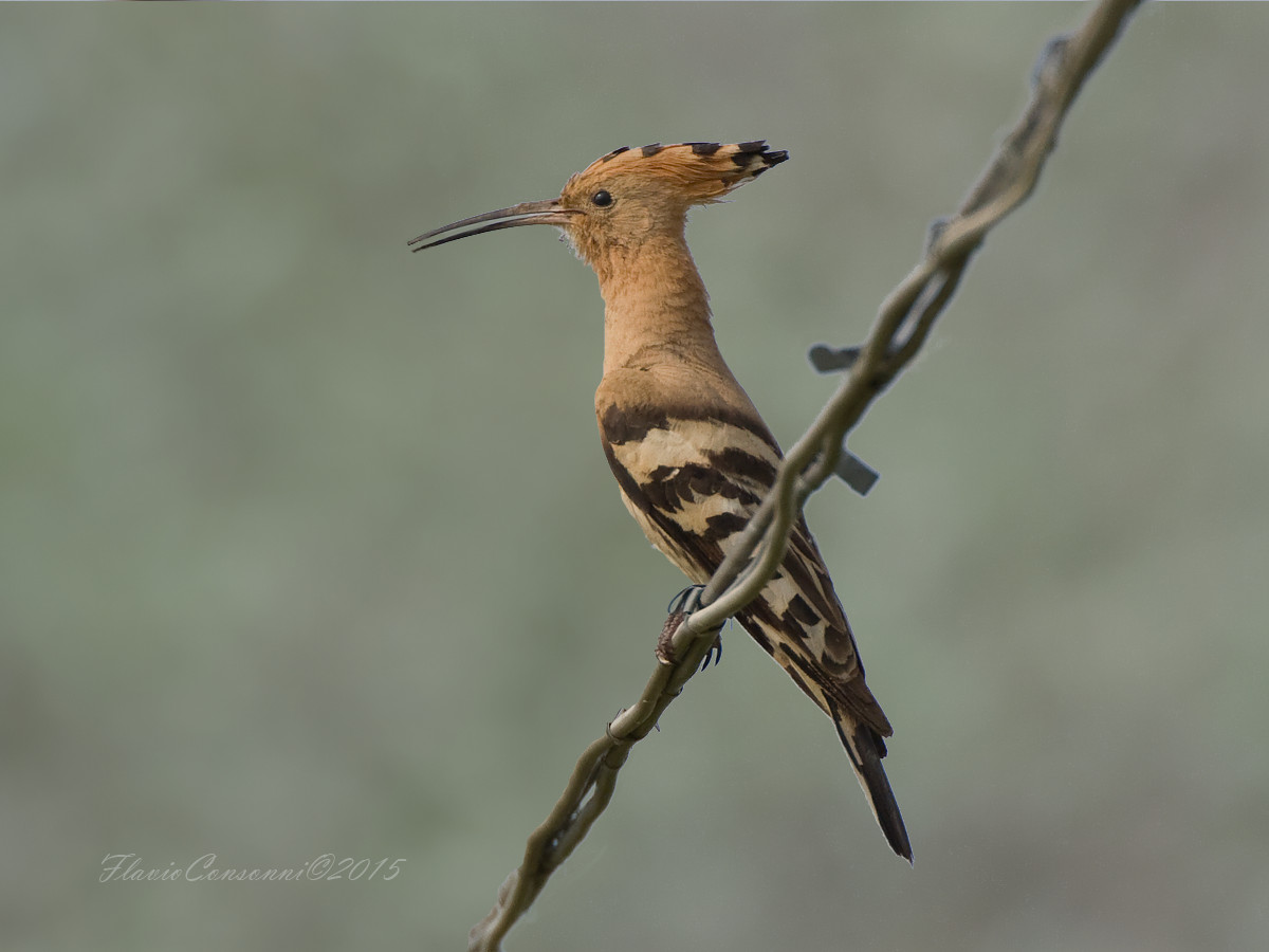 Hoopoe