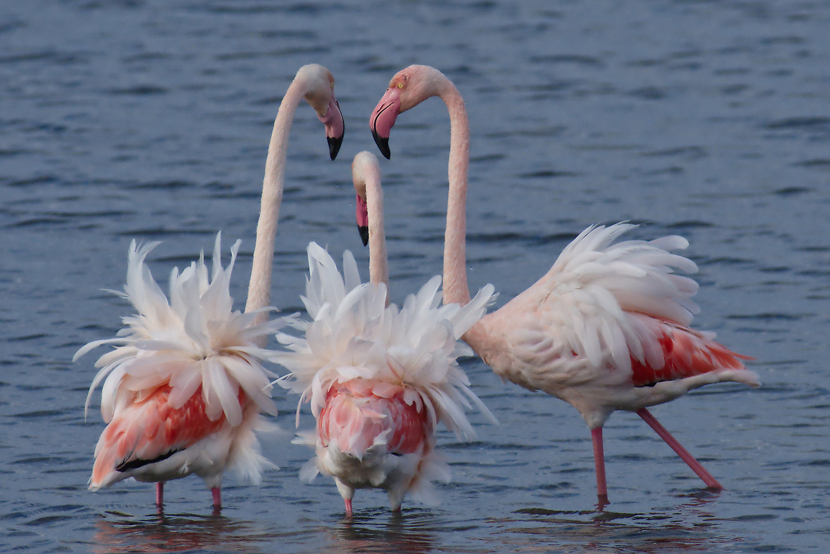 The dance of the flamingos