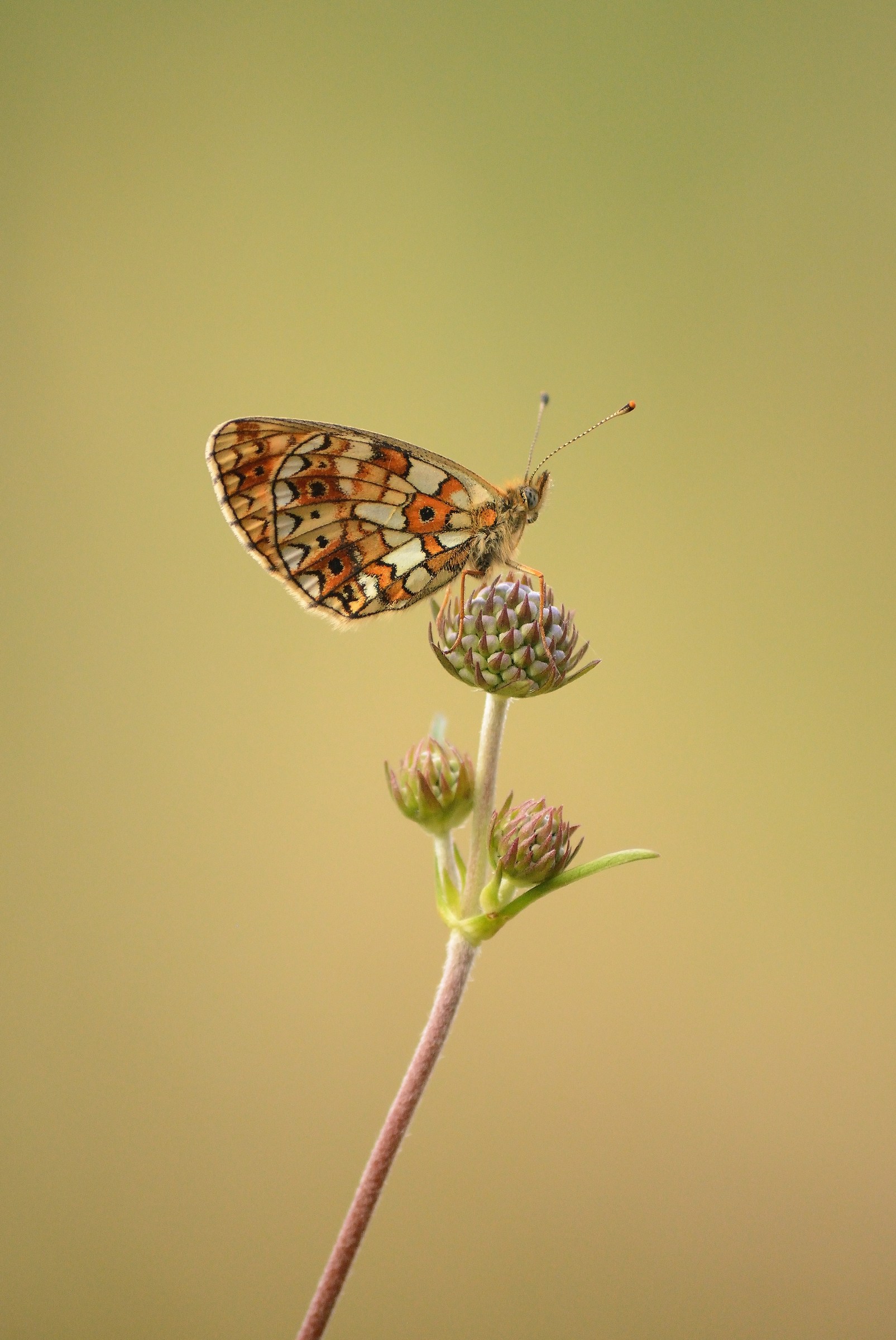 Boloria Selene