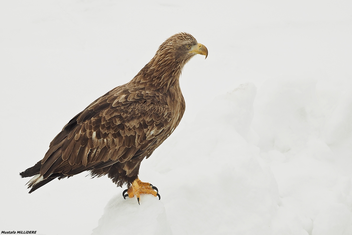 White Tailed Sea Eagle ...