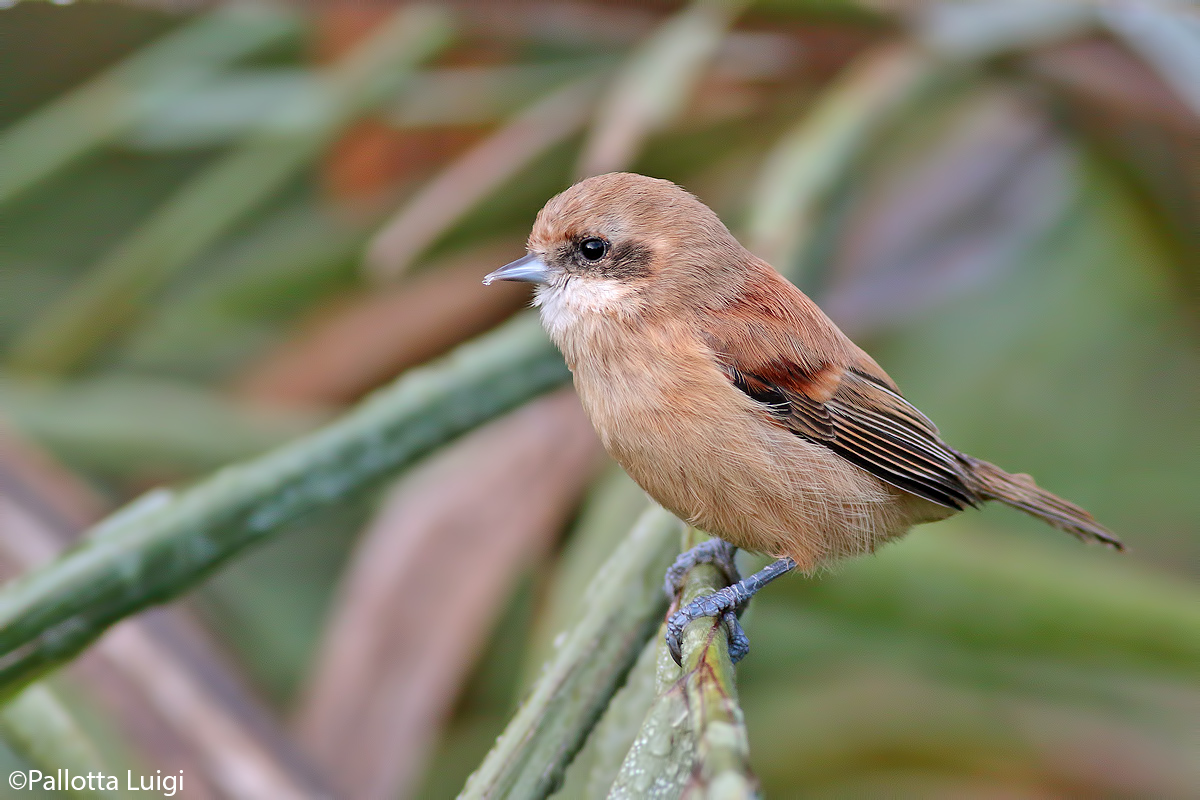 Pendolino (Remiz pendulinus)