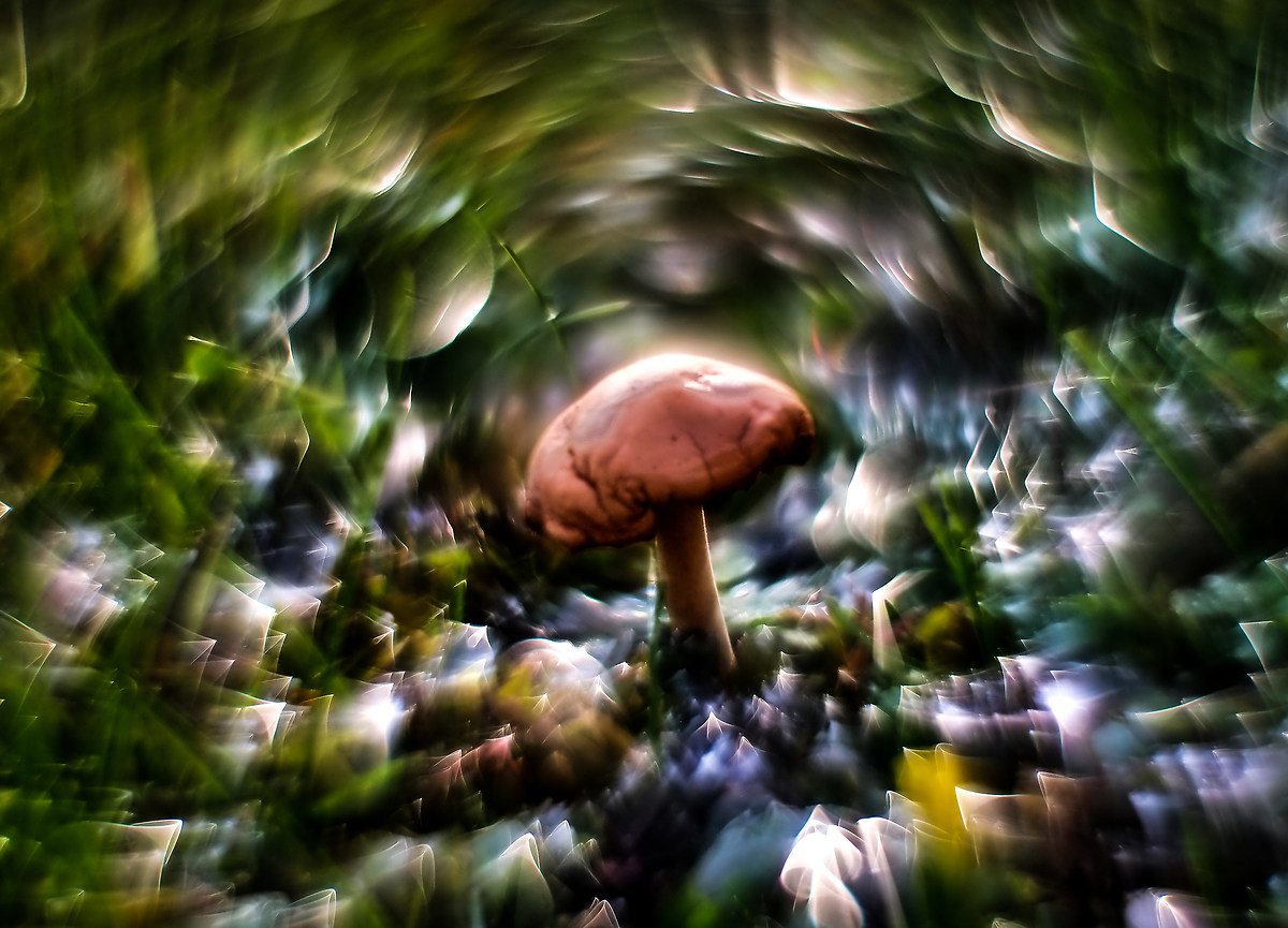 the last mushroom