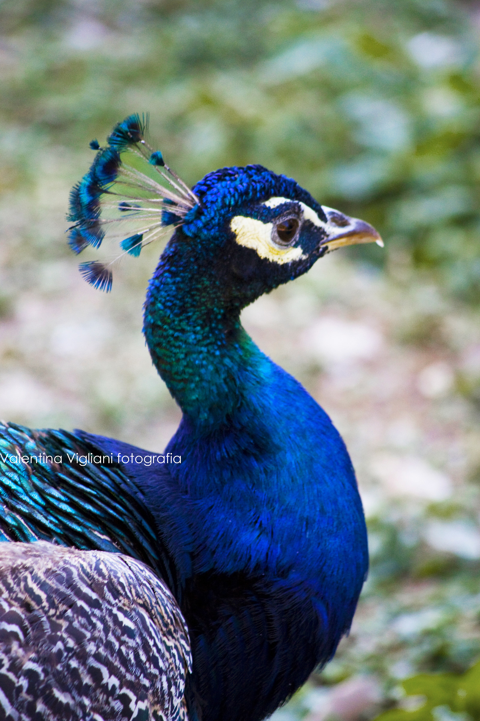 Peacock