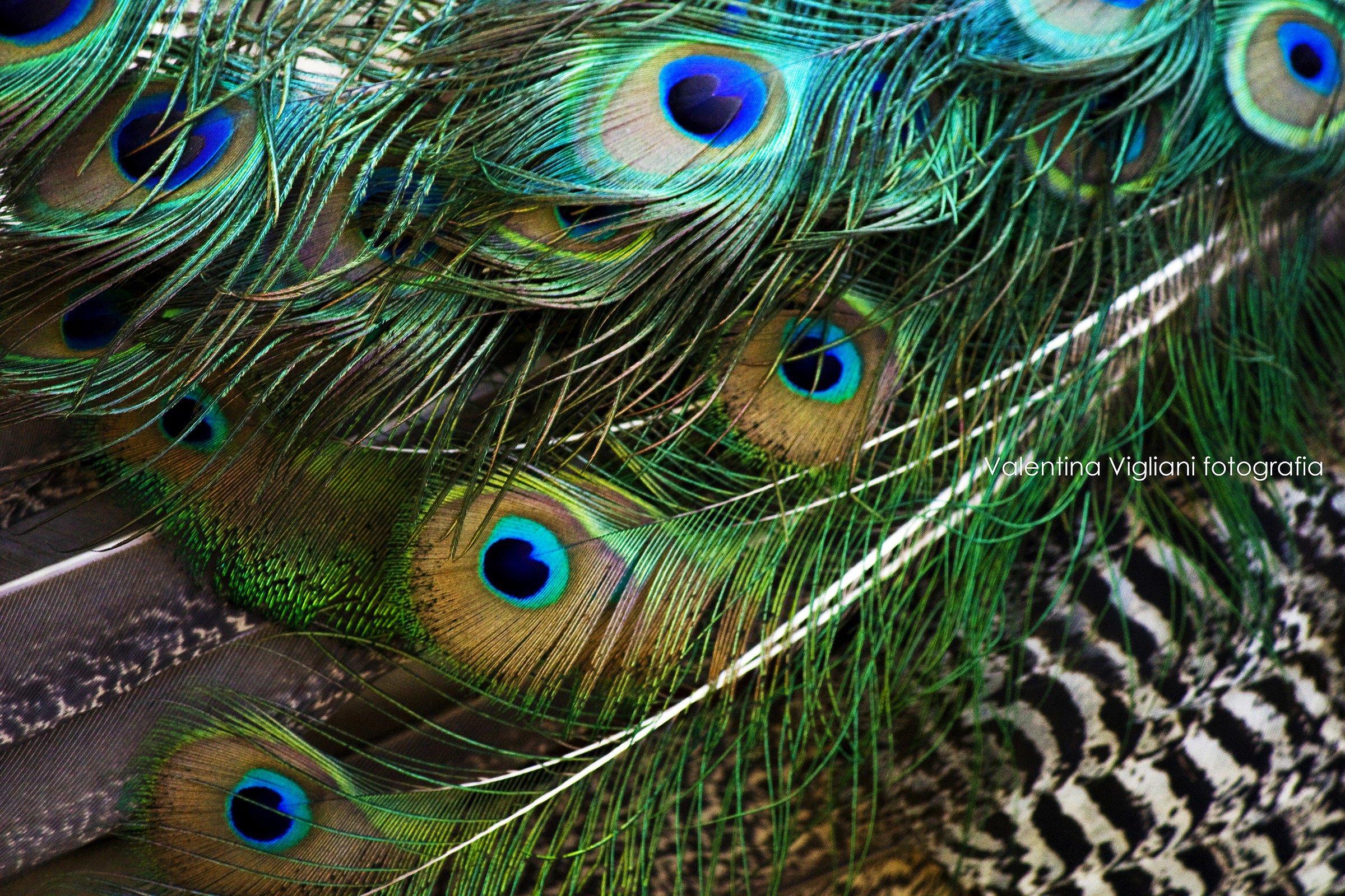 Peacock
