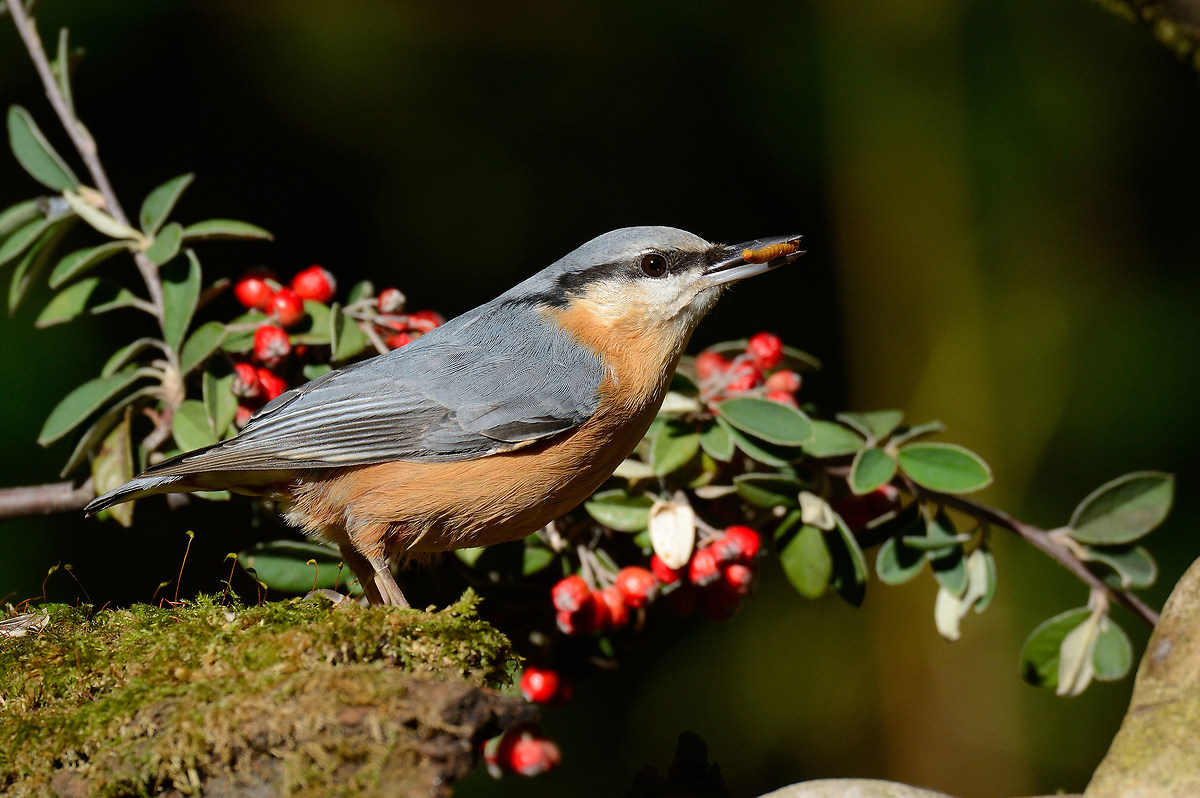 picchio muratore (sitta europea)