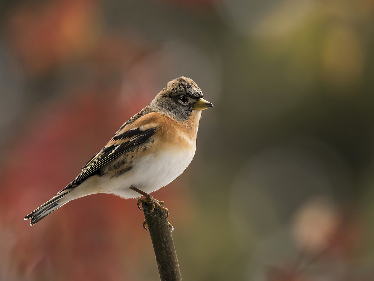 Before seasonal brambling