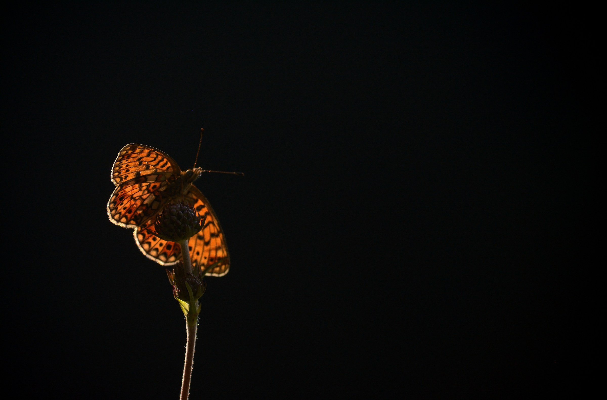 Boloria Selene controluce