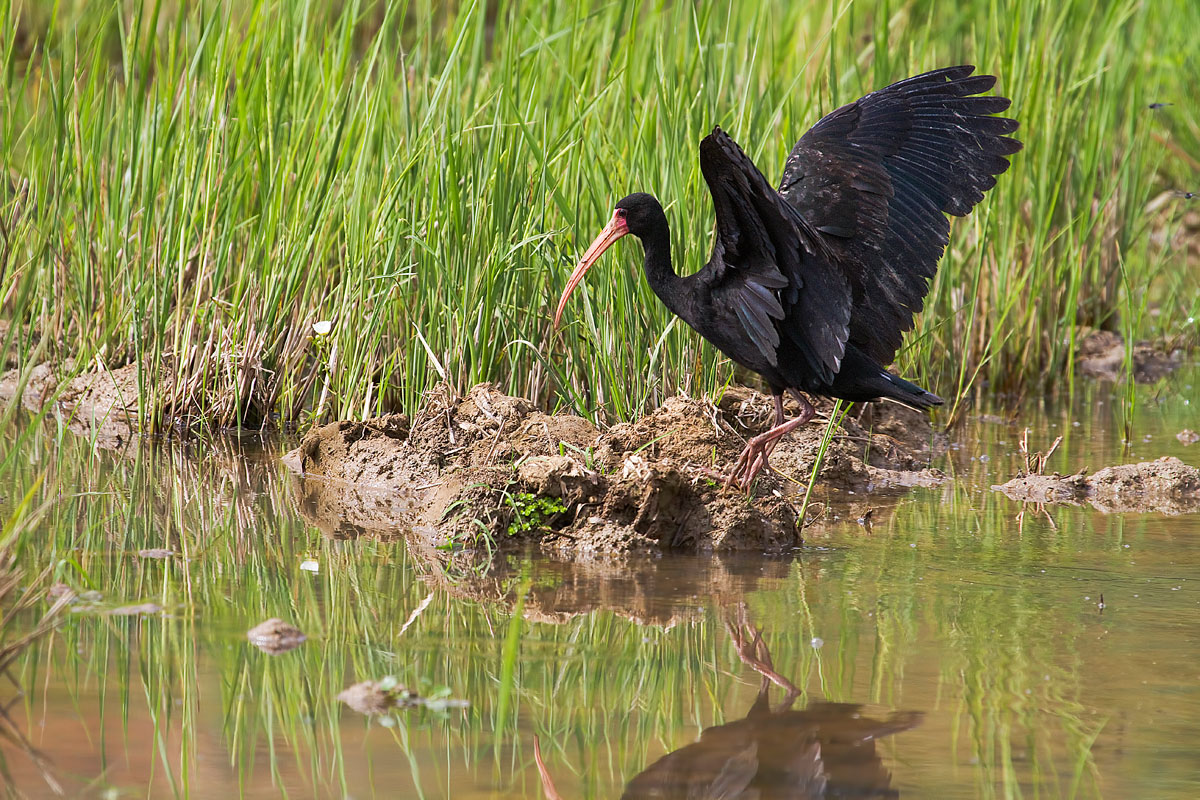 tapicuro de cara pelada