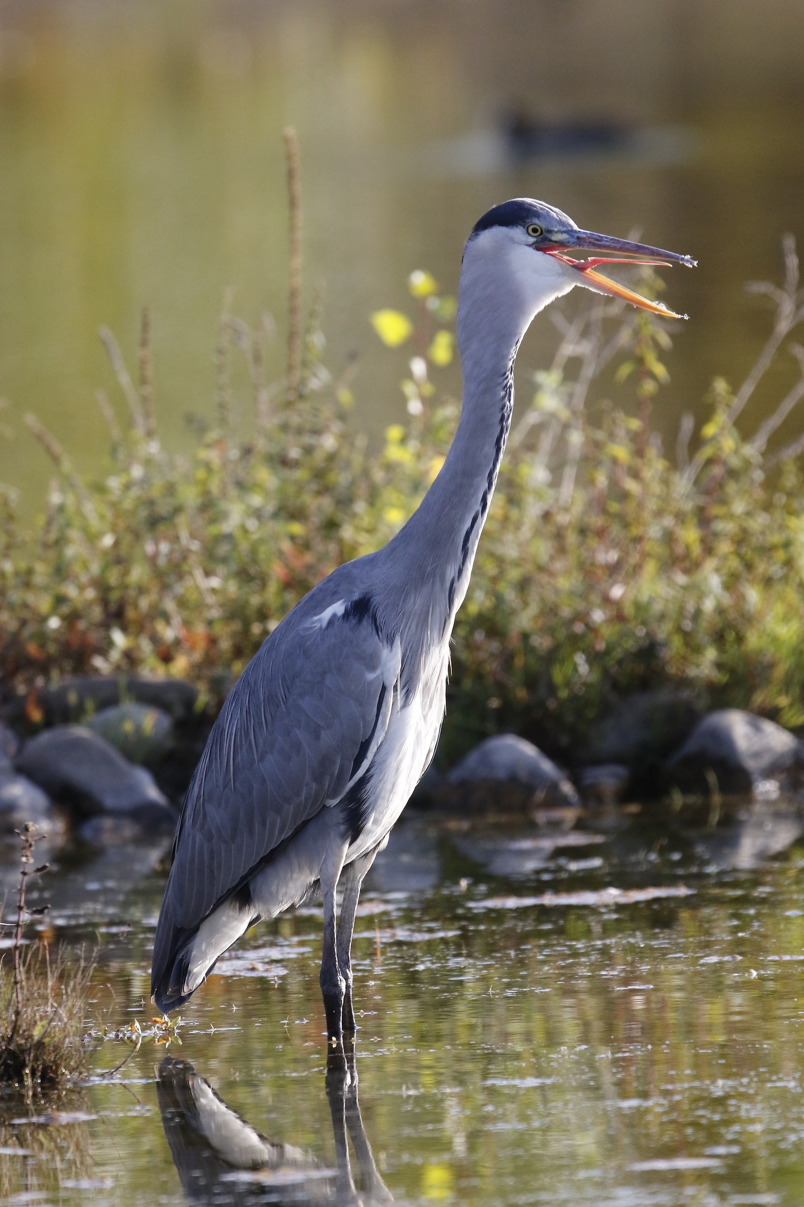 Heron