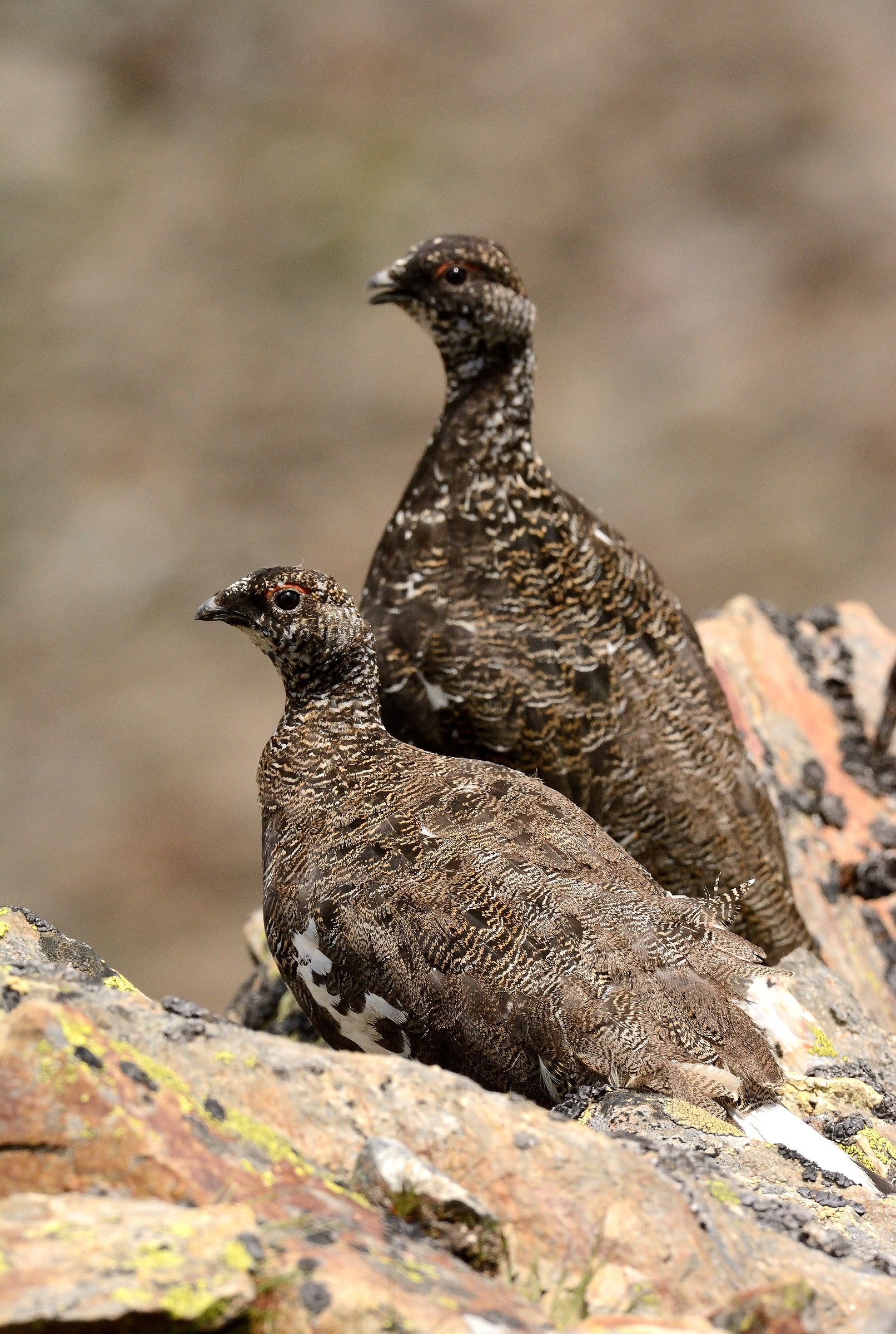 Ptarmigan