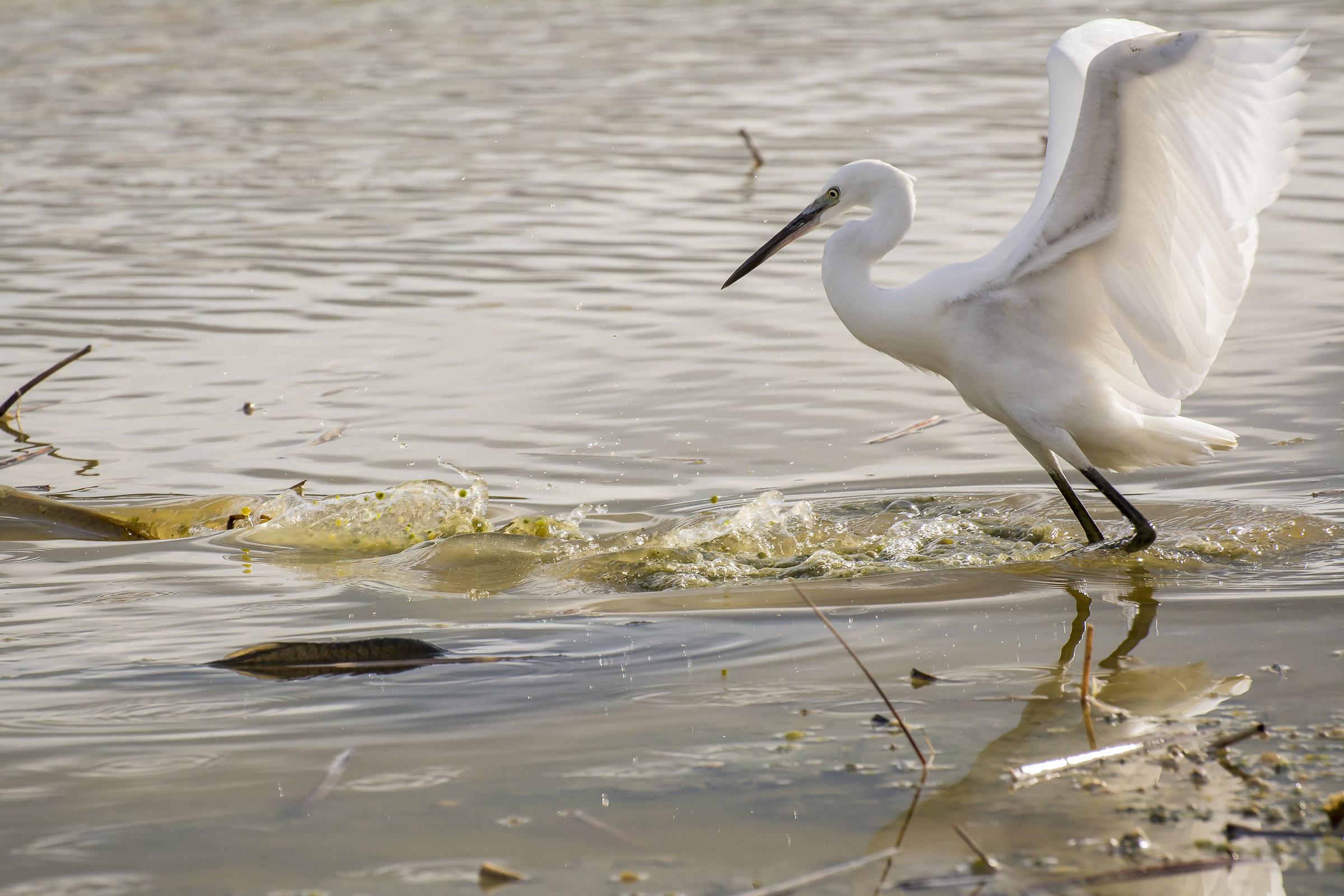 Little Egret (Egretta garzetta)
