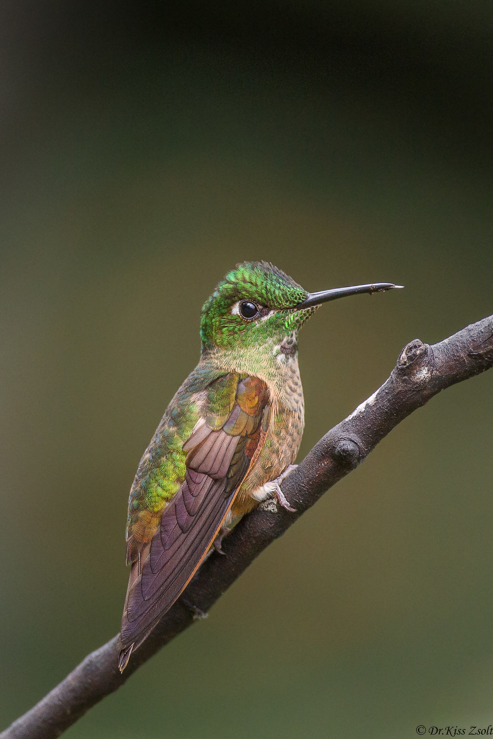 Fawn petto brillante