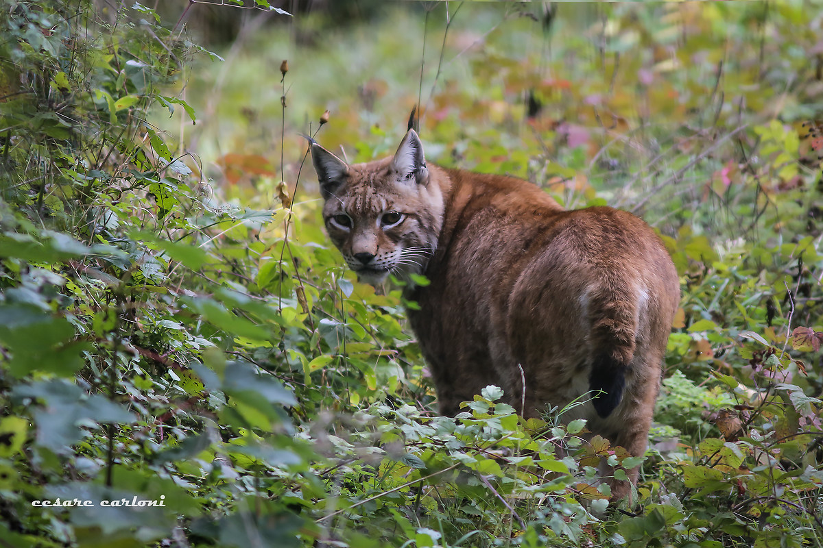 lince (linx linx)