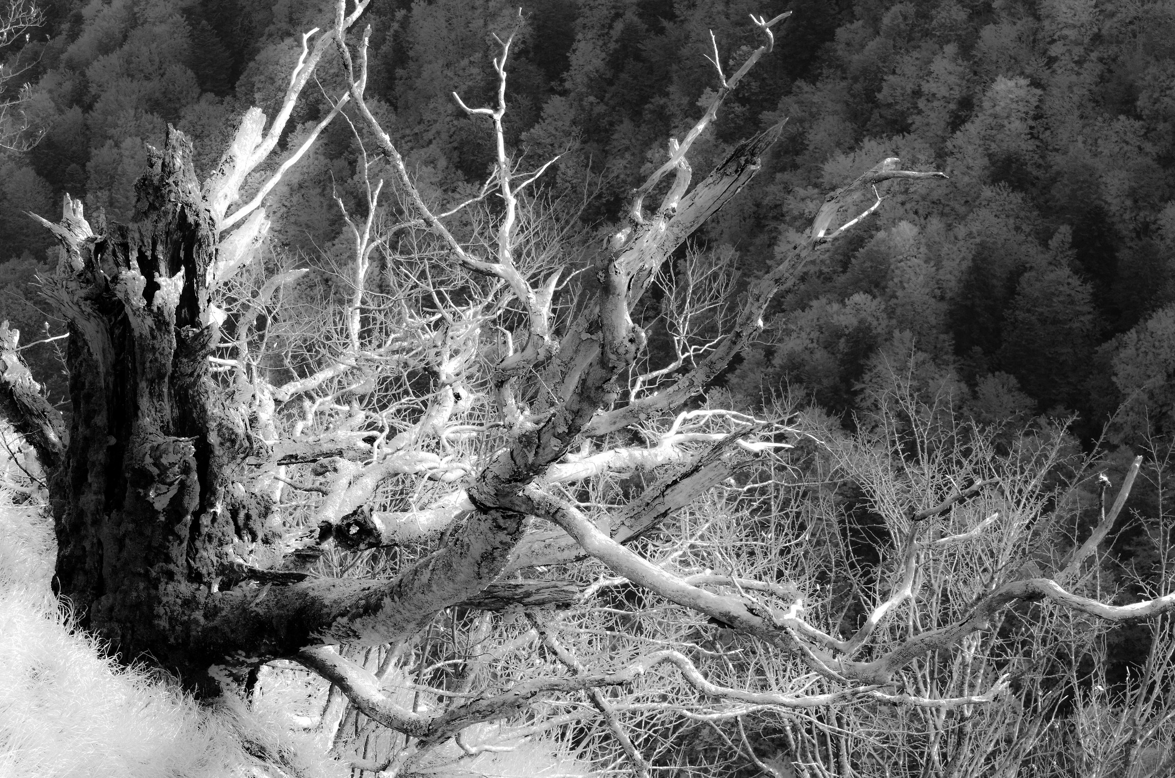 Non tutti perdono le foglie