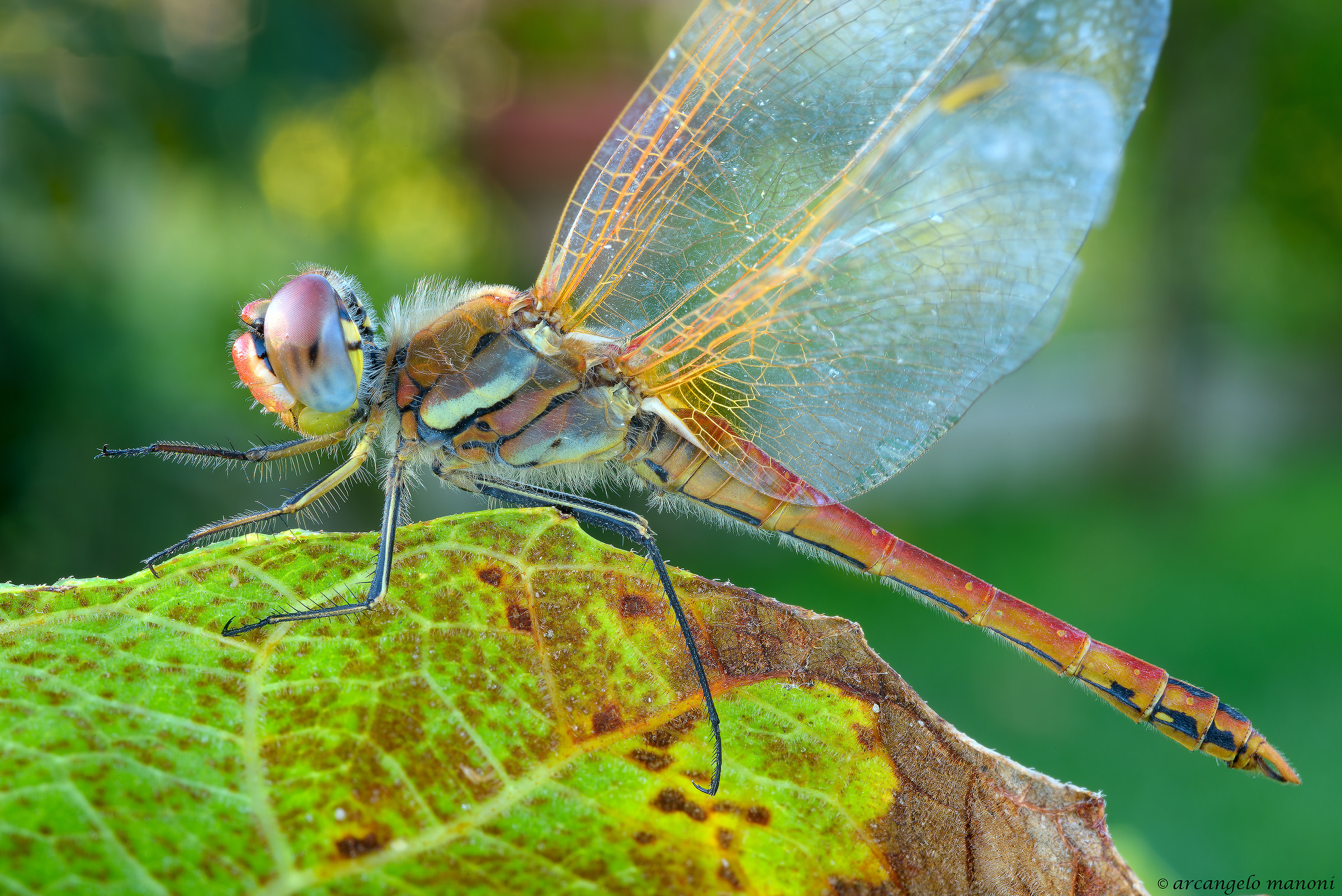 Libellula in autunno