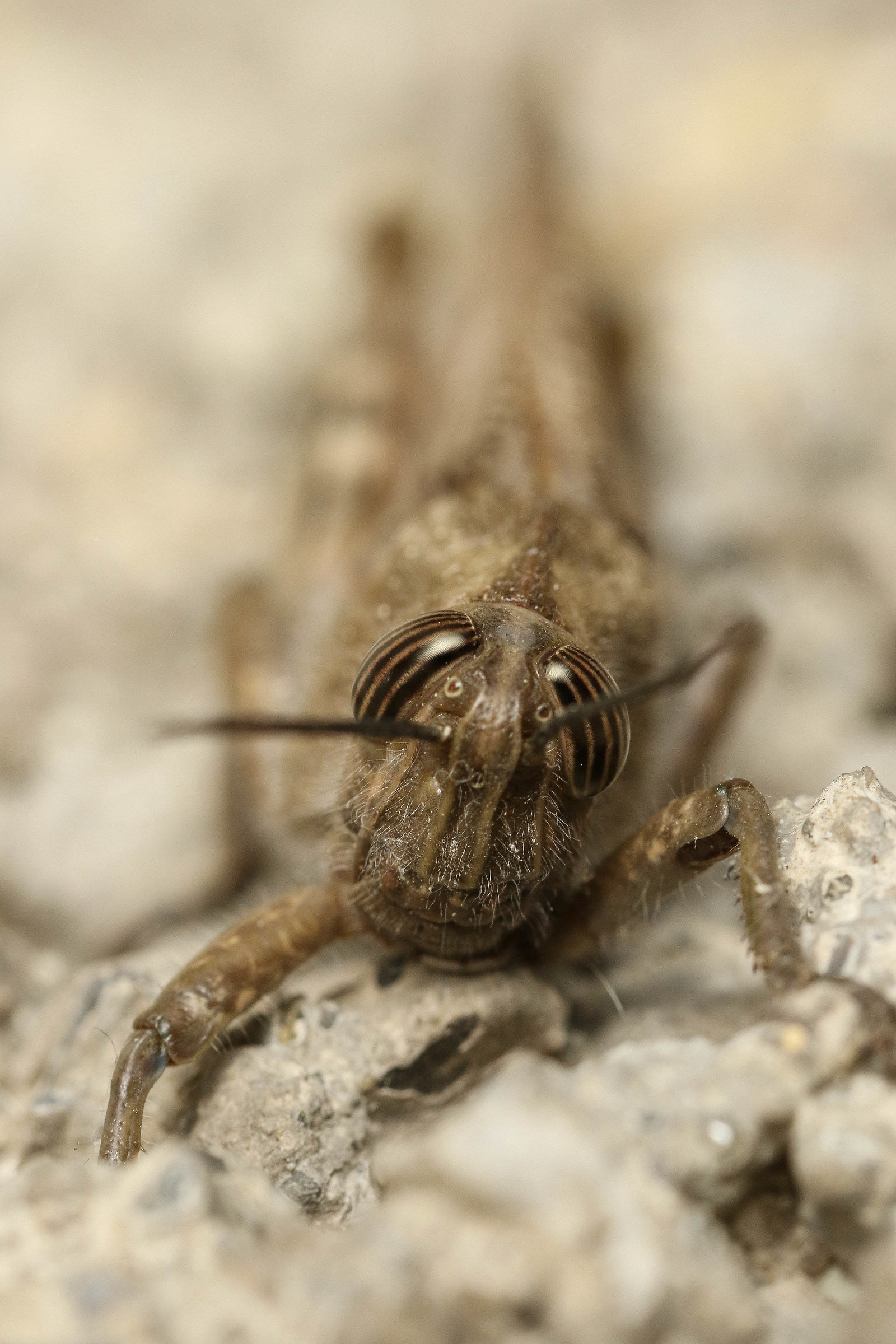 Locusta Egiziana - (Anacridium aegyptium)