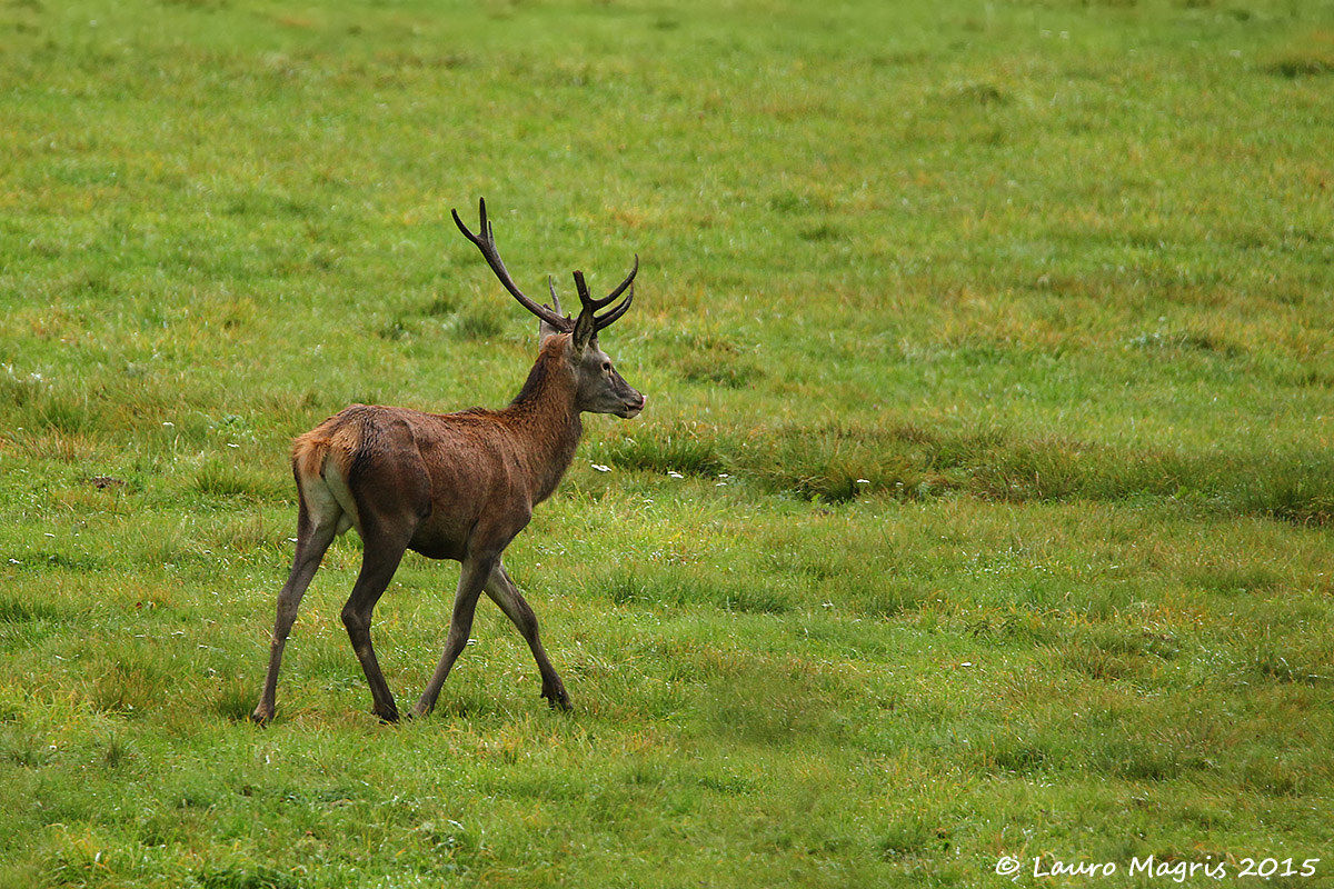 1/2 punta , la leccata