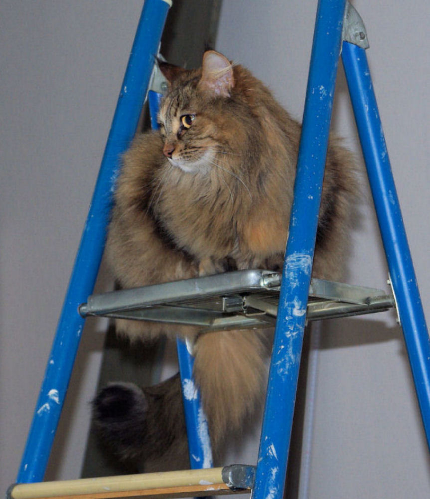 Stellina,la gatta imbianchina