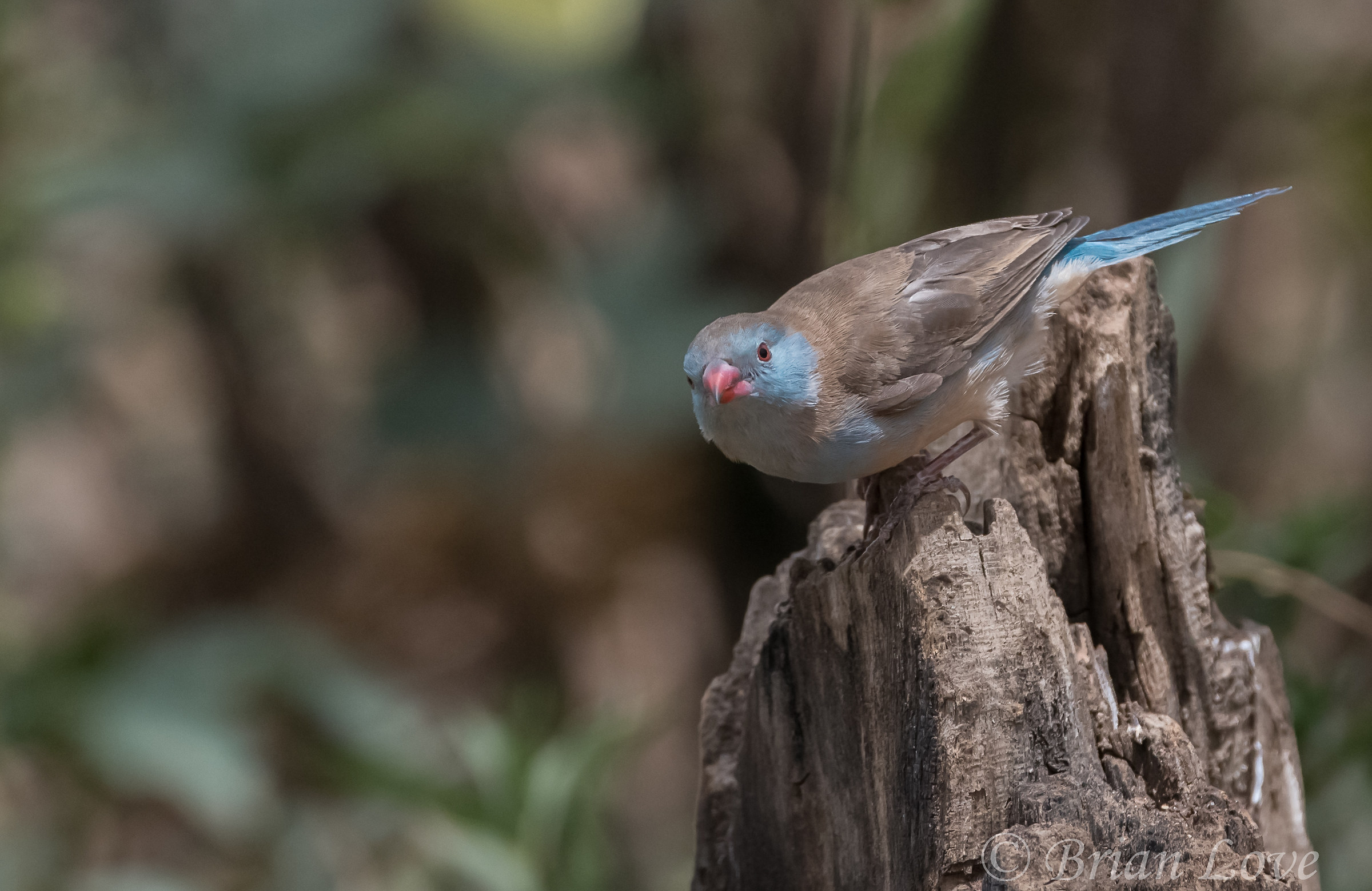 Uraeginthus cyanocephalus