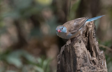 Uraeginthus cyanocephalus