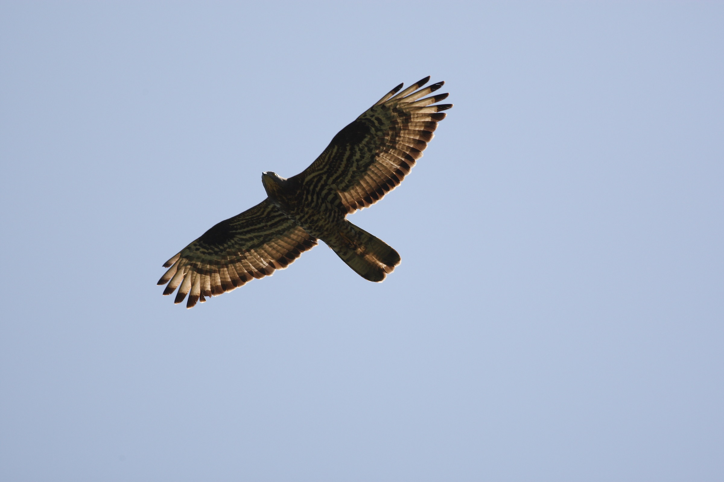 Buzzard