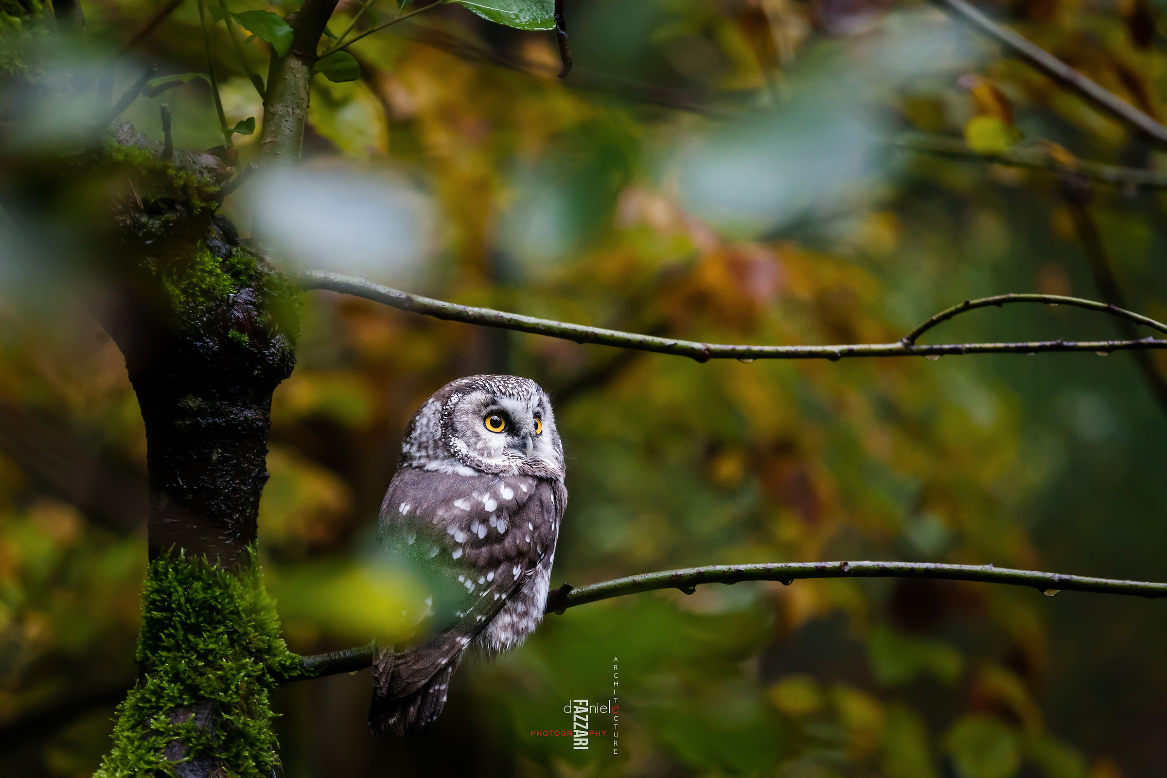 Lo sguardo della civetta