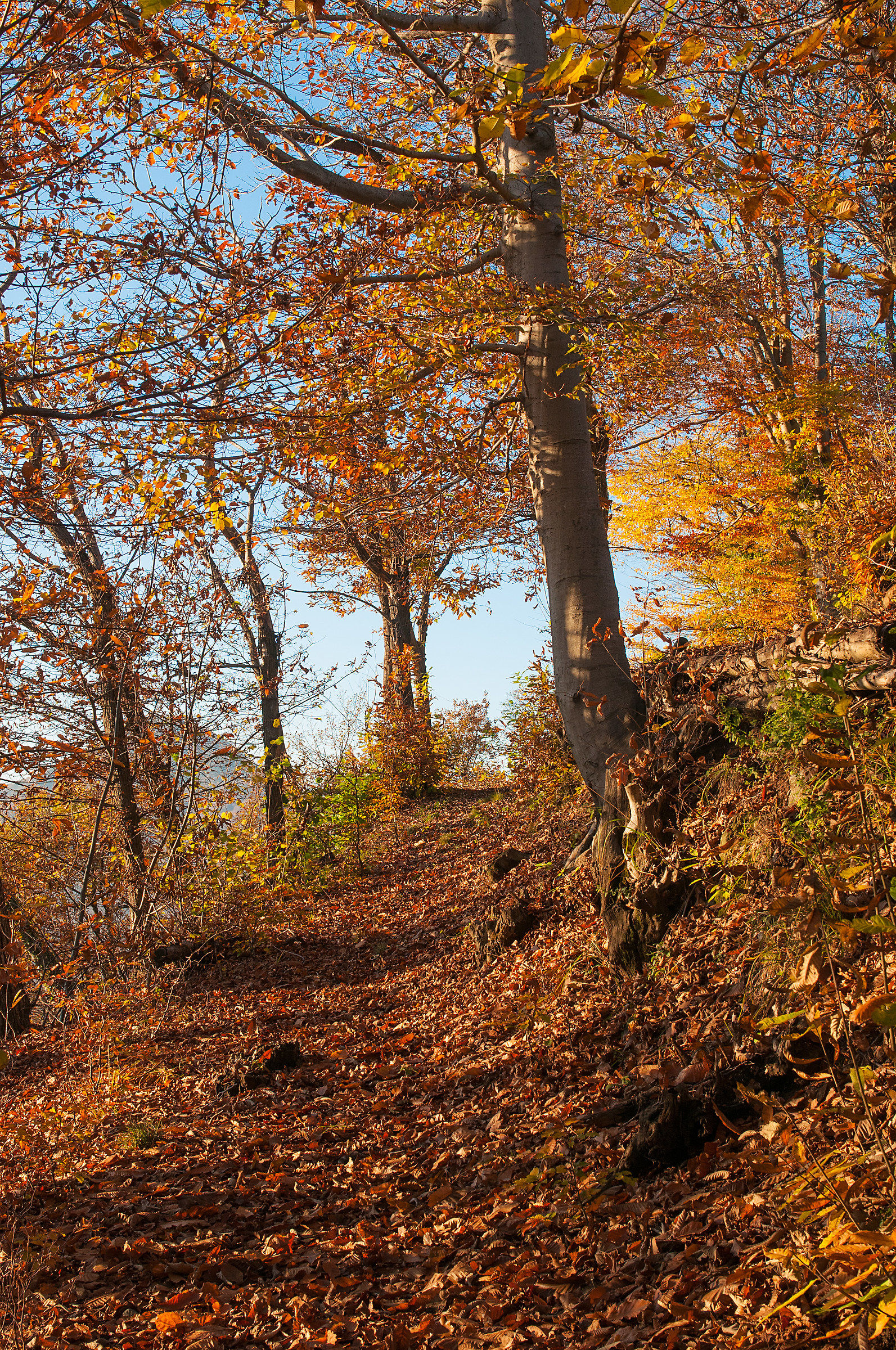The path in the woods