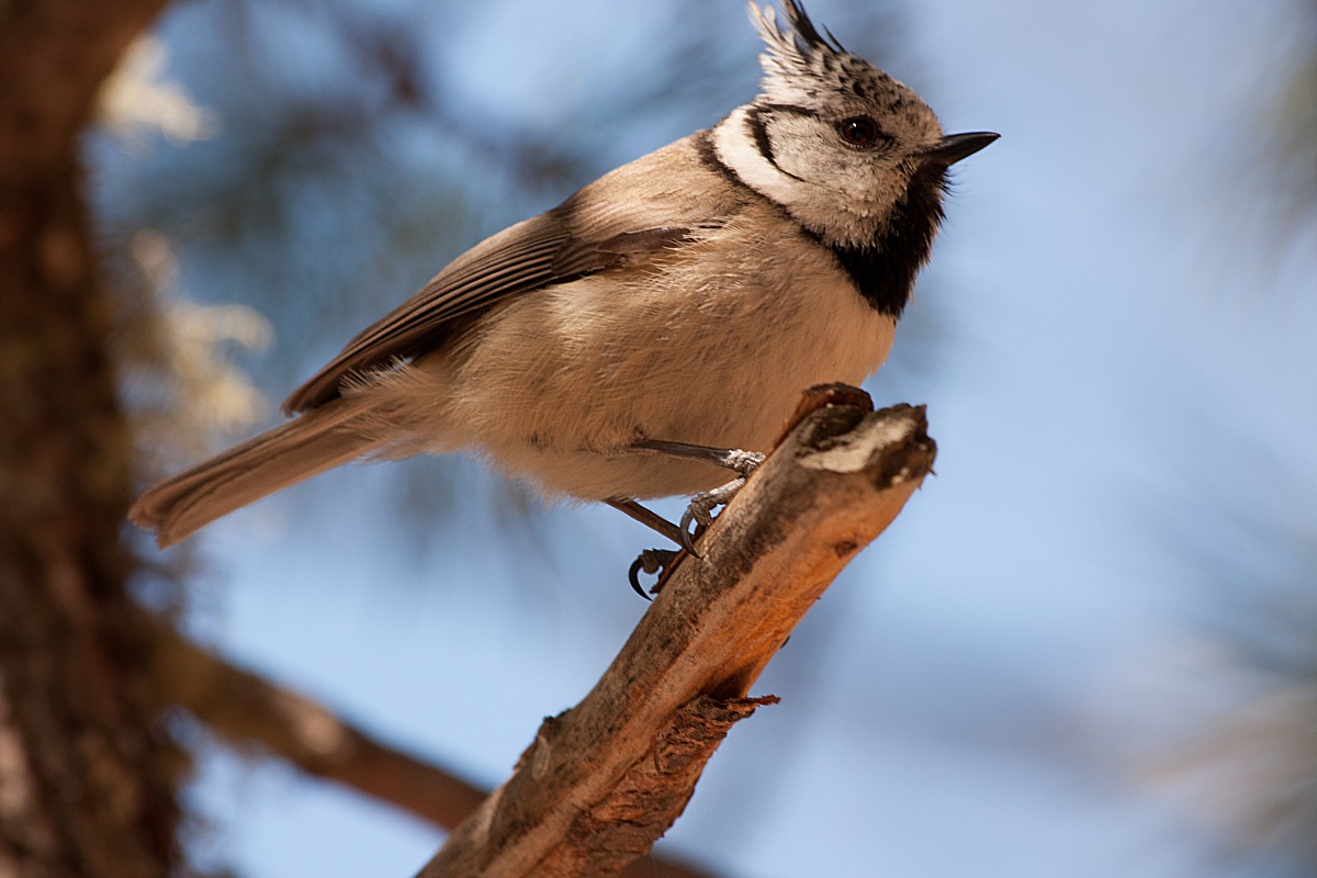 Crested Tit