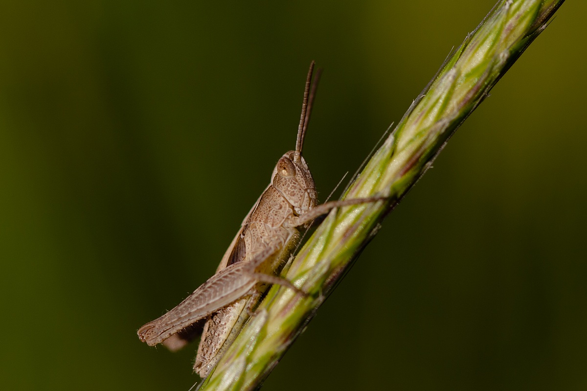 Micro cavalletta... lentigginosa