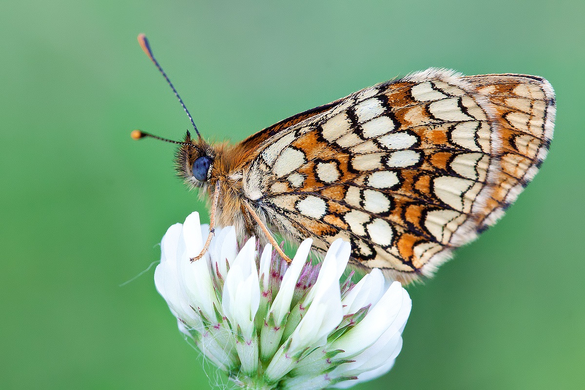 Melitaea phoebe